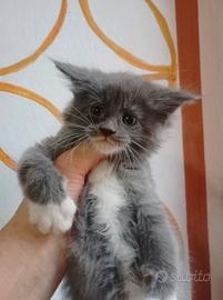 Maine Coon Cucciola con Pedigree