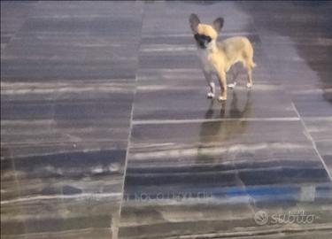 Jueas chihuahua mini Toy
