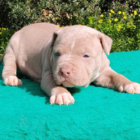Pitbull
