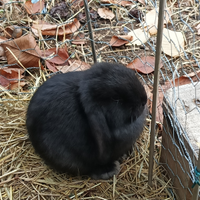 Conigli animali