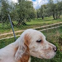 Cuccioli setter inglese alta genealogia