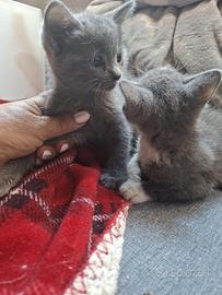 Gattini mix certosino con siamese
