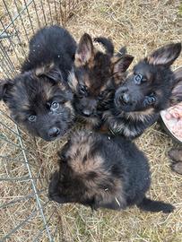 Cuccioli pastore tedesco