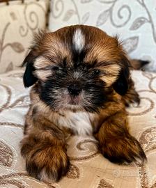 Cucciolo Shitzu maschio (ringo Shih Tzu)