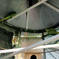 Parrocchetto dal collare