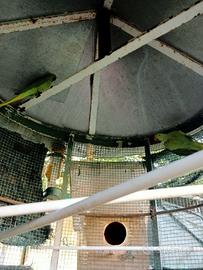 Parrocchetto dal collare