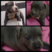 Cuccioli di Staffordshire bull terrier blu