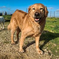 Julia 5 anni mix golden
