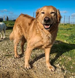 Julia 5 anni mix golden