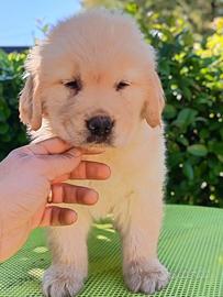 Golden Retriever Anglo- Americano cuccioli
