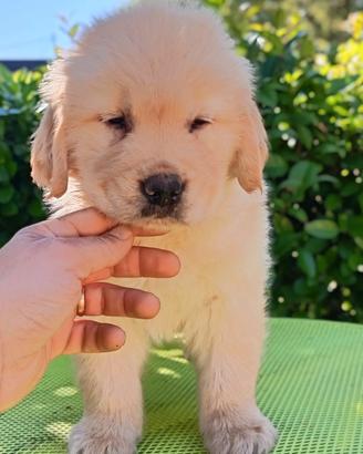 Golden Retriever Anglo- Americano cuccioli