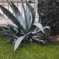 Agave Americana