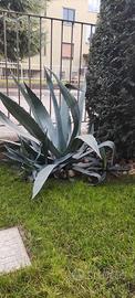 Agave Americana