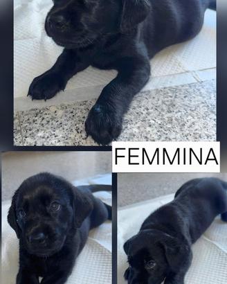 Meravigliosi cuccioli di Labrador Retriver