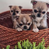 Cuccioli chihuahua