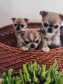 Cuccioli chihuahua