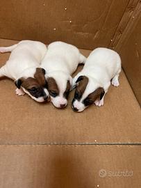 Jack russel