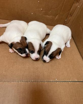 Jack russel