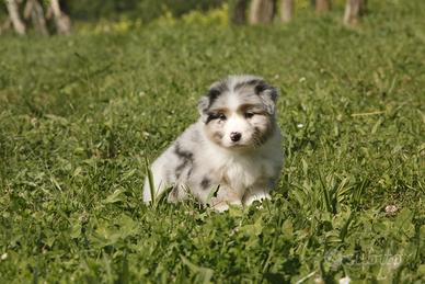 Cuccioli di pastore australiano