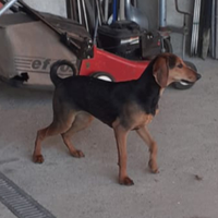 Femmina di segugio italiano dolcissima