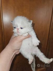 Gatto persiano seal point