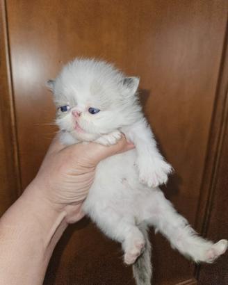 Gatto persiano seal point