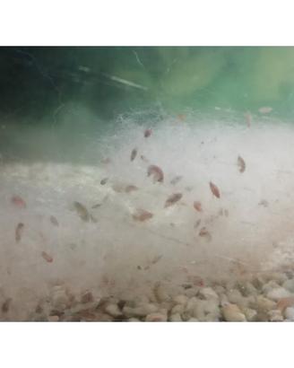 Hyalella azteca