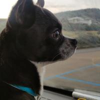 Chihuahua maschio disponibile per accoppiamento
