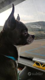 Chihuahua maschio disponibile per accoppiamento
