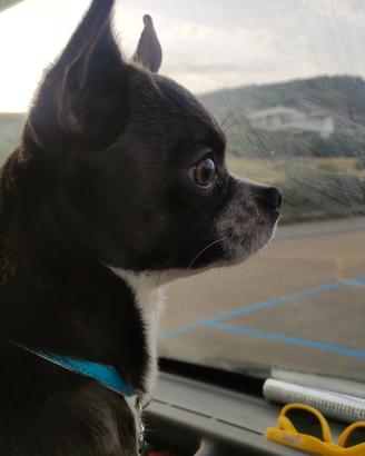 Chihuahua maschio disponibile per accoppiamento