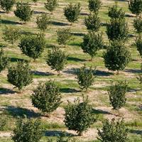 Noccioleto in produzione