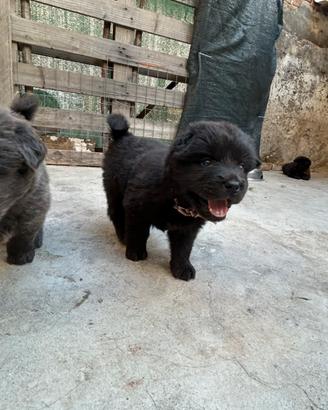 Cuccioli chow chow