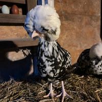 Galline ornamentali