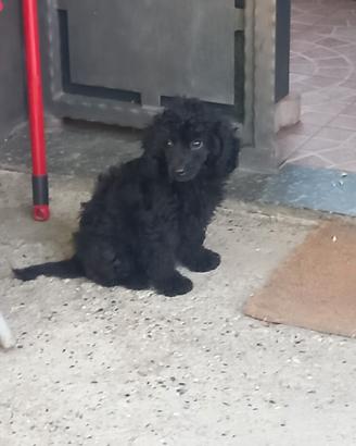 Nerone barboncino nano 