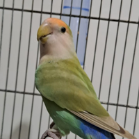 Inseparabili