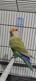 Inseparabili