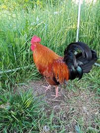 Gallo rosso