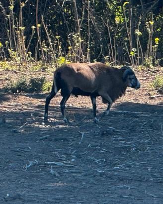 Coppia di pecore del Camerun
