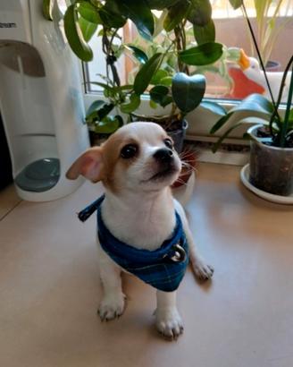 Chihuahua