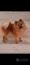 Ciao sono una bimba spitz pomerania nana