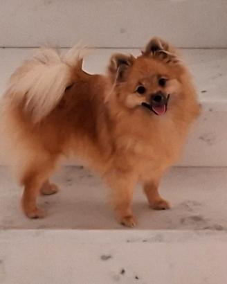 Ciao sono una bimba spitz pomerania nana