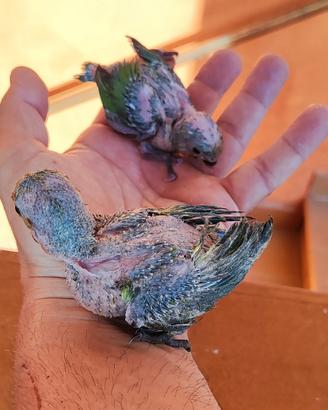 Pulli inseparabili allevati a mano