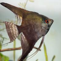 Acqua osmotica