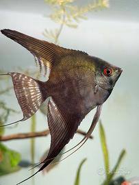 Acqua osmotica