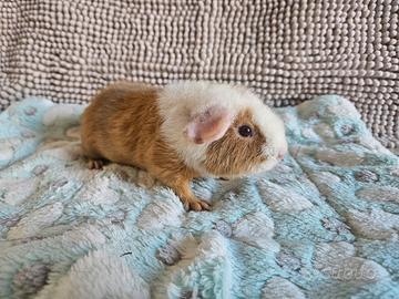Porcellini d'india Us Teddy e English Crested