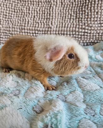 Porcellini d'india Us Teddy e English Crested