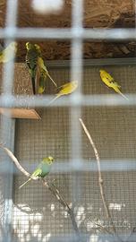 Pappagalli cocorite, inseparabili e calopsite