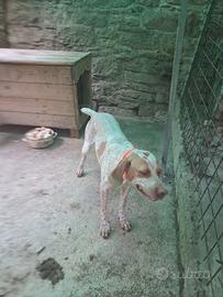 Bracco pointer da tarfuti 2 anni