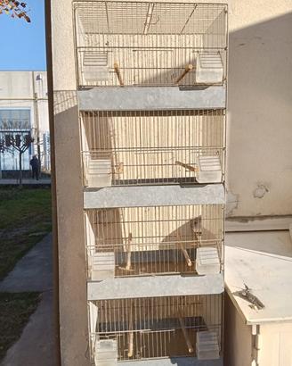 Gabbia collona e gabbia fotografica
