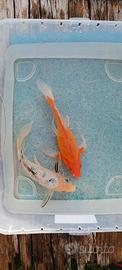 Carpe koi butterfly ginrin - 23 cm